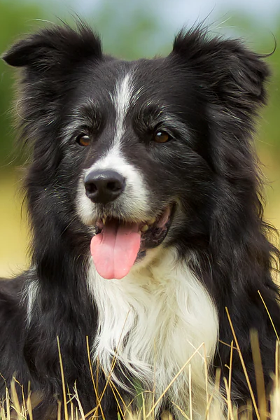 Gallery image for Reincarnated as a Dog!